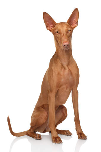 En GorGeous tik pharaoh hound som sitter snyggt