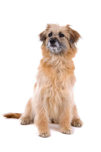 En stolt liten pyreneisk fårhund redo för ett kommando