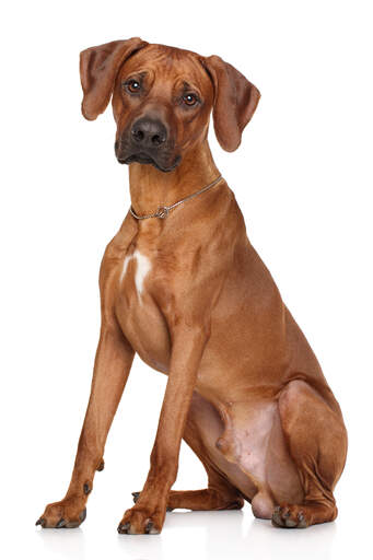 En härlig, liten rhodesian ridgeback valp som sitter mycket högt och prydligt.