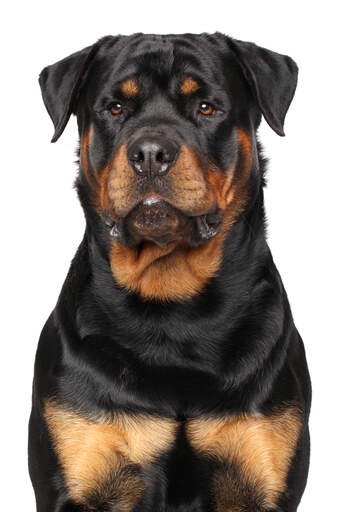 En sträng vuxen hane rottweiler som väntar på order från sin ägare.