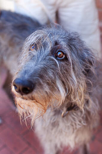 En vacker deerhound som visar att även stora hundar har en söt sida.