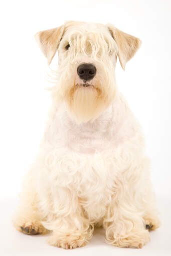 En sealyhamterrier med sina typiskt spetsiga öron, som sitter snyggt.