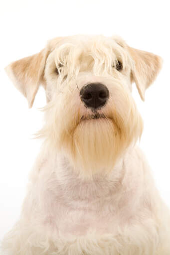 En härlig liten sealyhamterrier som visar upp sin vackra blonda frans och skägg