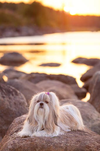 En shih tzu med en vacker, lång päls som ligger på en sten