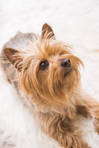En närbild av en silky terriers vackert lilla skägg och spetsiga öron.