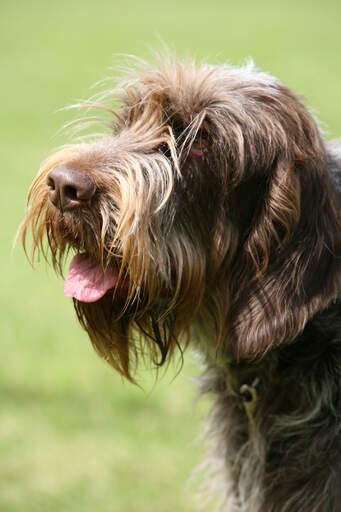 En närbild av en spinone italianos otroligt rufsiga skägg.