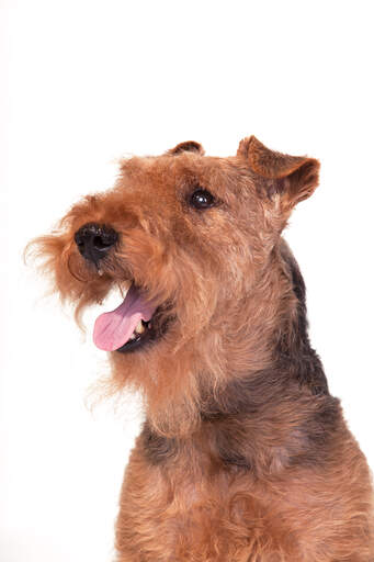 En närbild av en welsh terriers rufsiga skägg och slappa öron