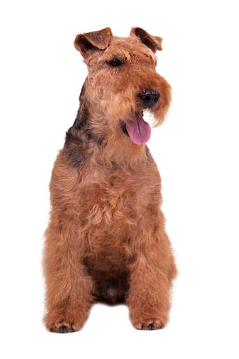 En vuxen hane welsh terrier som sitter tålmodigt och väntar på ett kommando.