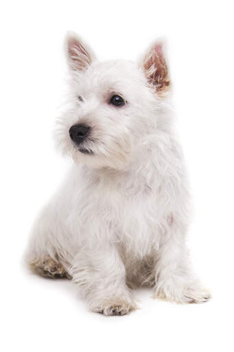 A GorGeous, liten west highland terrier valp som sitter väldigt snyggt och väntar på uppmärksamhet.