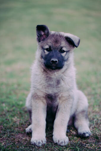 Norwegian-elkhound-valp