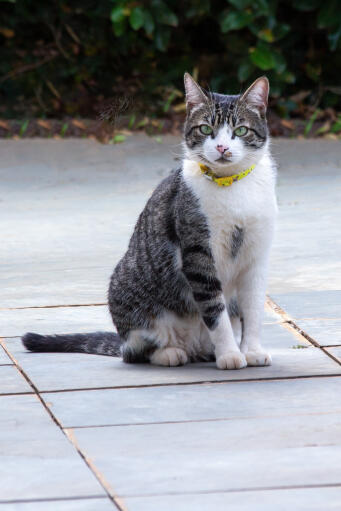 Amerikansk trådhårig katt med gul krage som sitter på en uteplats