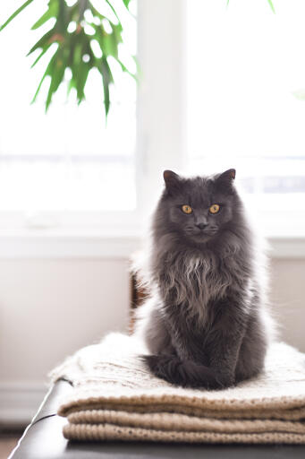 Chantilly katt som sitter på en hög med filtar
