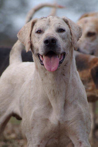 En närbild av en engelsk foxhounds vackra, starka huvud.