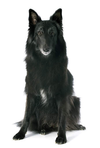En vacker belgisk herdehund (groenendael) som sitter ner