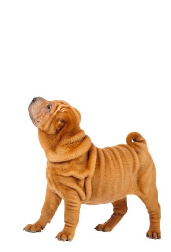 En ung och skrynklig kinesisk shar pei-valp som visar upp sin mjuka päls