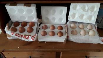 kläckägg