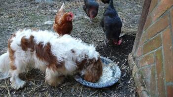 En hund som äter kycklingarnas mat.