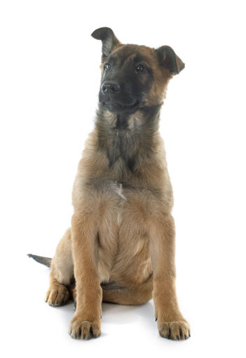 En ung fräck belgisk herdehund (malinois) som sitter ner