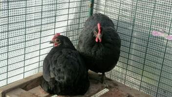 Australorp bantams, Molly och Mandy.