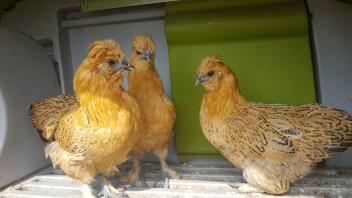 mina nya 3 kycklingar