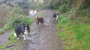 2 svarta och vita och en röd och vit border collie