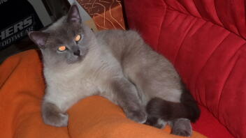 En brittisk korthårig katt som slappnar av i en soffa.