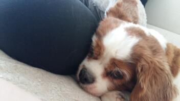 Cavalier king charles spaniel som ligger ner