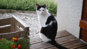 Katt i trädgården