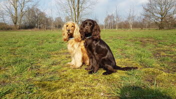 Engelska cocker spaniels på fältet