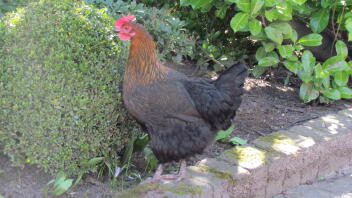 Koppar Black Marans