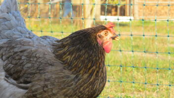 En kyckling som tittar på ett Omlet Staket