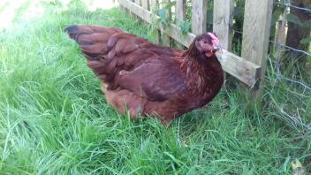 RIR x Golden-laced Wyandotte-pullet