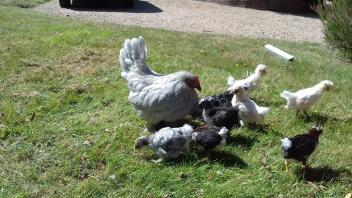 Pekin är bra broody höns. Hon har kläckt ut andra hönsungar