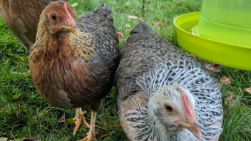 Guld och silver Welbar Bantams