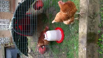 mina kycklingar hemma vid Tierney