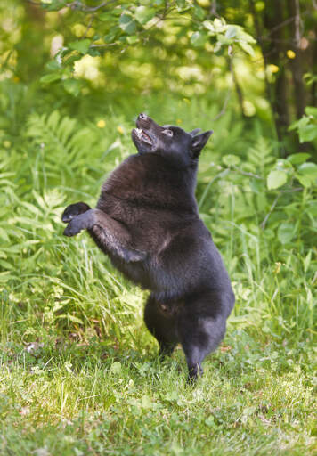 En frisk schipperke som leker ute i gräset