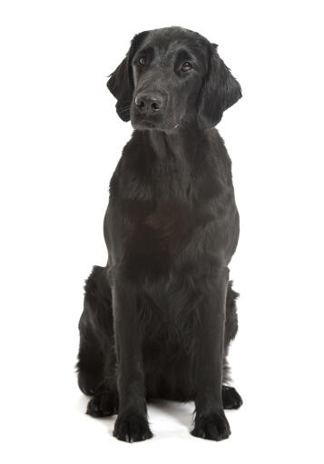 En vuxen flatcoated retriever med en valpskuren päls