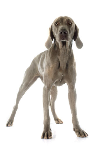 En ung, gråpälsad weimaraner som står högt och visar upp sin smala kroppsbyggnad.