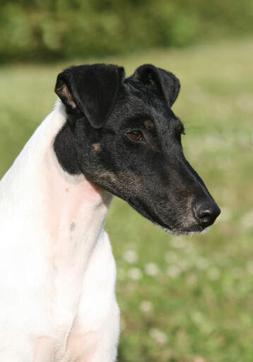 En smooth foxterriers otroligt långa, svarta nos och slappa öron.