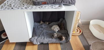 Katt som ligger i Omlet Maya Nook
