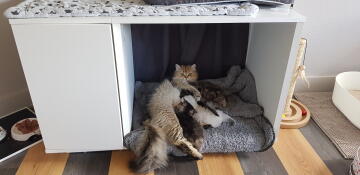 Katt som ligger i Omlet Maya Nook