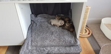 Kattungar som ligger i Omlet Maya Nook
