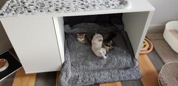 Kattungar som ligger i Omlet Maya Nook