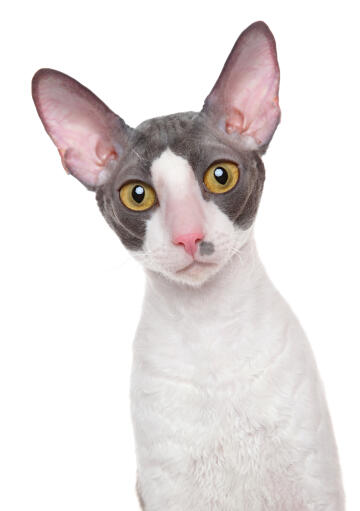 En vacker bicolor cornish rex med Golden öGon