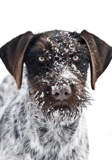 En närbild av en tysk trådhårig pointerns Snowy skägg och spetsiga öron.