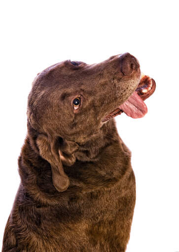 En rolig chesapeake bay retriever med tungan utåt