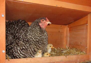Kyckling och kycklingar i hönshuset