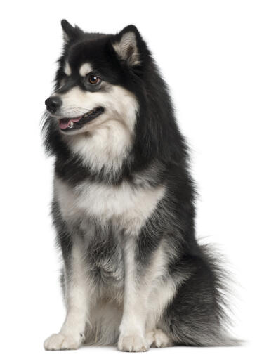 En finsk lapphund med en fantastisk tjock svartvit päls