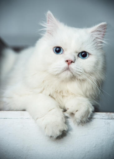Vackert porträtt av blåögd persisk katt