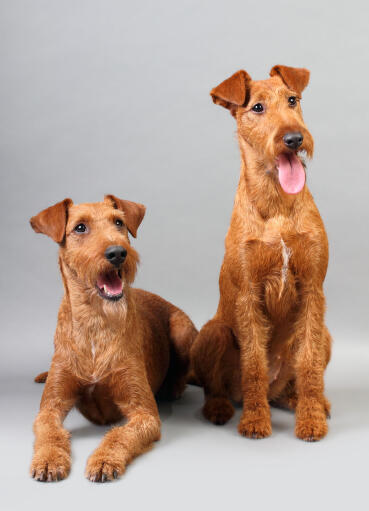 Två vackra irish terriers sitter prydligt och väntar på ett kommando